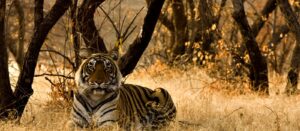 indian Wildlife Safari 1
