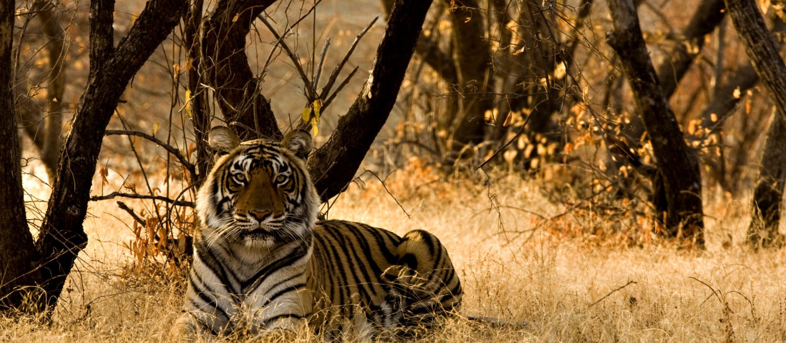 indian Wildlife Safari 1