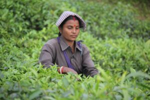 Assam Tea Benefits and Side Effects