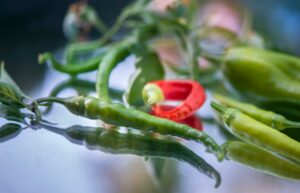 Serrano Pepper Nutrition Facts and Health Benefits