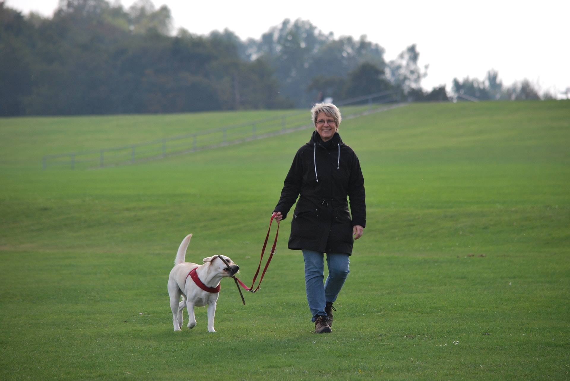 how-to-walk-with-your-dog-everything-about-books