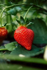 Benefits of Strawberries for Health