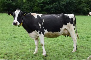What You Can Do to Reduce Your Carbon Footprint by Cutting Beef Once a Week or More
