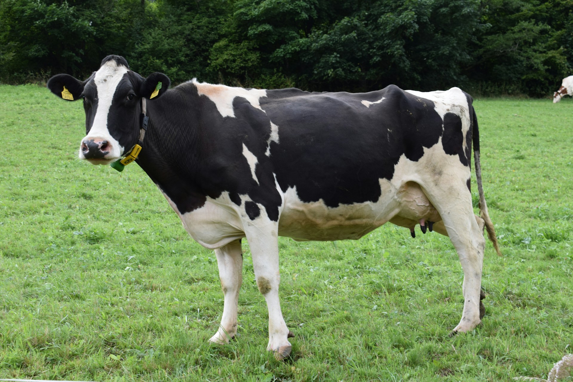 What You Can Do to Reduce Your Carbon Footprint by Cutting Beef Once a Week or More
